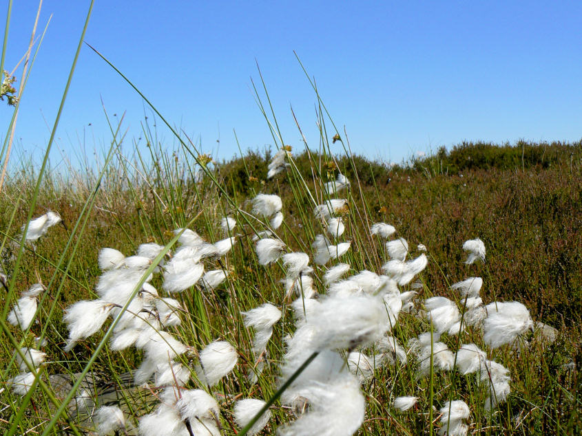 Cotton Grass Cotton Grass